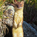 Alpine Tundra Weasel #3 Photograph by Mindy Musick King Alpine Tundra Weasel #3 Photograph by Mindy Musick King