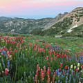 Alpine Wildflowers and View at Sunset Photograph by Brett Pelletier Alpine Wildflowers and View at Sunset Photograph by Brett Pelletier