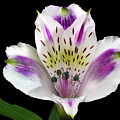 Alstroemeria Portrait. Photograph by Terence Davis Alstroemeria Portrait. Photograph by Terence Davis