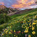 Alta Wildflower Sunset Photograph by Brett Pelletier Alta Wildflower Sunset Photograph by Brett Pelletier