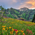 Alta Wildflowers and Sunset Photograph by Brett Pelletier Alta Wildflowers and Sunset Photograph by Brett Pelletier
