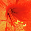 Amaryllis Photograph by Allen Nice-Webb Amaryllis Photograph by Allen Nice-Webb