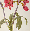 Amaryllis Brasiliensis Drawing by Pierre Redoute Amaryllis Brasiliensis Drawing by Pierre Redoute
