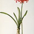 Amaryllis Curvifolia by Pierre Redoute Amaryllis Curvifolia by Pierre Redoute