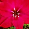 Amaryllis Detail Photograph by Denise Railey Amaryllis Detail Photograph by Denise Railey