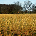 Amber Waves of Grain Photograph by George Taylor Amber Waves of Grain Photograph by George Taylor