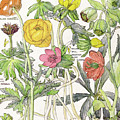Ambrosia Vi by Mindy Sommers Ambrosia Vi by Mindy Sommers