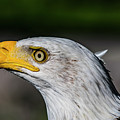 American Bald Eagle by CJ Park American Bald Eagle by CJ Park