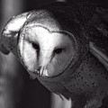 American Barn Owl Monochrome Photograph by Flees Photos American Barn Owl Monochrome Photograph by Flees Photos