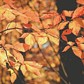 American Beech Tree Photograph by Cheryl Baxter American Beech Tree Photograph by Cheryl Baxter