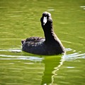 American Coot Portrait Photograph by Judy Kennedy American Coot Portrait Photograph by Judy Kennedy