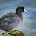 American Coot Photograph by Steven Santamour American Coot Photograph by Steven Santamour