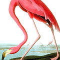 American Flamingo Painting by John James Audubon American Flamingo Painting by John James Audubon