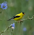 American Goldfinch Photograph by Holden The Moment American Goldfinch Photograph by Holden The Moment