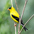 American Goldfinch Photograph by Holden The Moment American Goldfinch Photograph by Holden The Moment