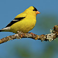 American Goldfinch Perched in a Tree Photograph by Jeff Goulden American Goldfinch Perched in a Tree Photograph by Jeff Goulden