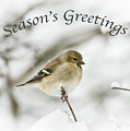 American Goldfinch - Season's Greetings Photograph by Holden The Moment American Goldfinch - Season's Greetings Photograph by Holden The Moment