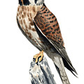 American Kestrel Painting by David Rogers American Kestrel Painting by David Rogers