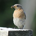 American Robin Photograph by Charles and Melisa Morrison American Robin Photograph by Charles and Melisa Morrison