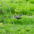 American Robin in Flight Photograph by Holden The Moment American Robin in Flight Photograph by Holden The Moment