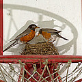 American Robin Pair At Nest Photograph by Kenneth M. Highfill American Robin Pair At Nest Photograph by Kenneth M. Highfill