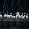 American White Pelican by Jane Melgaard