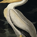 American White Pelican Painting by John James Audubon American White Pelican Painting by John James Audubon
