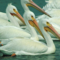 American White Pelicans by Bruce Morrison American White Pelicans by Bruce Morrison
