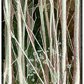 Amid the Forest Photograph by Peggy Dietz Amid the Forest Photograph by Peggy Dietz