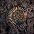 Ammonite 1 Digital Art by Jerry LoFaro Ammonite 1 Digital Art by Jerry LoFaro