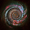 Ammonite Galaxy Digital Art by Jerry LoFaro Ammonite Galaxy Digital Art by Jerry LoFaro