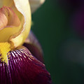 Among the Irises Photograph by Holly Ross Among the Irises Photograph by Holly Ross