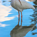 An Ibis Reflecting by Ed Gleichman