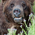An Old Bear Looking For a Meal by Frank Madia