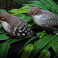 An old couple these two birds Photograph by Eva-Maria Di Bella An old couple these two birds Photograph by Eva-Maria Di Bella
