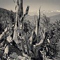 Ancient Bristlecone Pine Tree, Composition 11 selenium toned, Inyo National Forest, California Photograph by Kathy Anselmo Ancient Bristlecone Pine Tree, Composition 11 selenium toned, Inyo National Forest, California Photograph by Kathy Anselmo