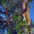 Ancient Bristlecone Pine Tree Composition 3, Inyo National Forest, White Mountains, California Photograph by Kathy Anselmo Ancient Bristlecone Pine Tree Composition 3, Inyo National Forest, White Mountains, California Photograph by Kathy Anselmo