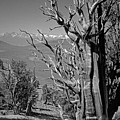 Ancient Bristlecone Pine Tree, Composition 4, Inyo National Forest, White Mountains, California Photograph by Kathy Anselmo Ancient Bristlecone Pine Tree, Composition 4, Inyo National Forest, White Mountains, California Photograph by Kathy Anselmo