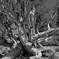 Ancient Bristlecone Pine Tree, Composition 5 BW, Inyo National Forest, White Mountains, California Photograph by Kathy Anselmo Ancient Bristlecone Pine Tree, Composition 5 BW, Inyo National Forest, White Mountains, California Photograph by Kathy Anselmo
