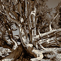 Ancient Bristlecone Pine Tree, Composition 5 sepia tone, Inyo National Forest, California Photograph by Kathy Anselmo Ancient Bristlecone Pine Tree, Composition 5 sepia tone, Inyo National Forest, California Photograph by Kathy Anselmo