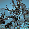 Ancient Bristlecone Pine Tree, Composition 7 duo tone cyanotype, Inyo National Forest, California Photograph by Kathy Anselmo Ancient Bristlecone Pine Tree, Composition 7 duo tone cyanotype, Inyo National Forest, California Photograph by Kathy Anselmo