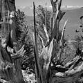 Ancient Bristlecone Pine Tree, Composition 8, Inyo National Forest, White Mountains, California Photograph by Kathy Anselmo Ancient Bristlecone Pine Tree, Composition 8, Inyo National Forest, White Mountains, California Photograph by Kathy Anselmo