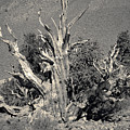 Ancient Bristlecone Pine Tree, Composition 9 selenium sepia toned, Inyo National Forest, California Photograph by Kathy Anselmo Ancient Bristlecone Pine Tree, Composition 9 selenium sepia toned, Inyo National Forest, California Photograph by Kathy Anselmo