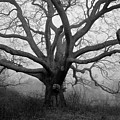 Ancient Oak Tree V - Sheep Pasture Photograph by David Gordon Ancient Oak Tree V - Sheep Pasture Photograph by David Gordon