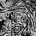 Ancient Stump by Christopher Holmes Ancient Stump by Christopher Holmes