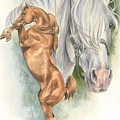 Andalusian by Barbara Keith Andalusian by Barbara Keith