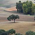 Andalusian Meadows 1 Photograph by Heiko Koehrer-Wagner Andalusian Meadows 1 Photograph by Heiko Koehrer-Wagner