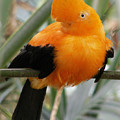 Andean Cock of the Rock Photograph by Amy Fose Andean Cock of the Rock Photograph by Amy Fose