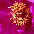 Anemone Photograph by Denise Railey Anemone Photograph by Denise Railey