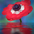Anemone Flower Photograph by Susan Candelario Anemone Flower Photograph by Susan Candelario